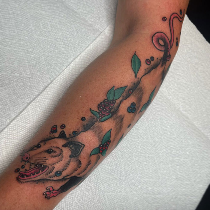 Animal tattoo of a possum with berries and leaves on a forearm, showcasing vibrant colors and detail.