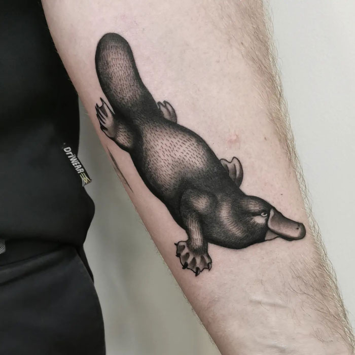 Platypus animal tattoo on forearm, showcasing intricate black and grey detailing.