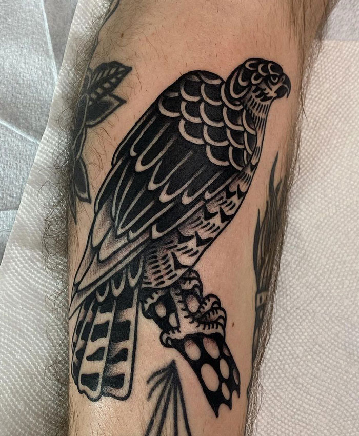 A Hawk For Nick! Also A Video Of The Rest Of The Healed Things We’ve Done Around It. Thanks A Lot
