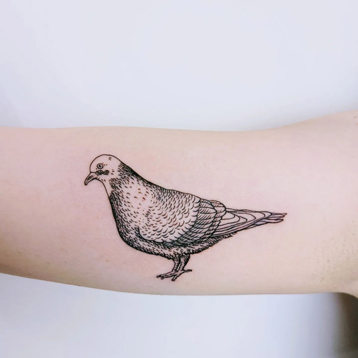 Pigeon Tattoo