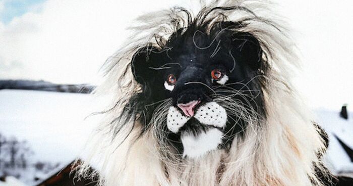 Picture of I’m Making Animal Dolls Out Of Faux Fur, And It’s Both Ethical And Cute ...