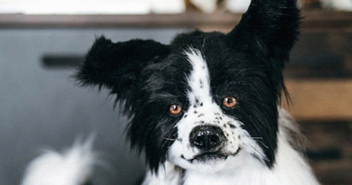 Beautiful view of Faux Fur Toxic To Dogs