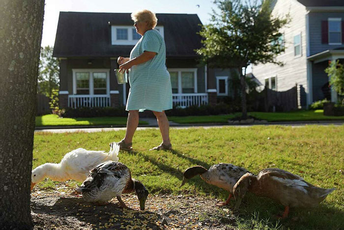 Una pareja de Texas es demandada por su asociación de propietarios por alimentar a los patos