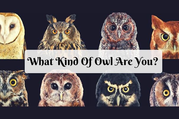 are-you-an-owl-6310d6ff81d88.jpg