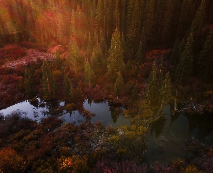Sunrise On A Beaver Pond