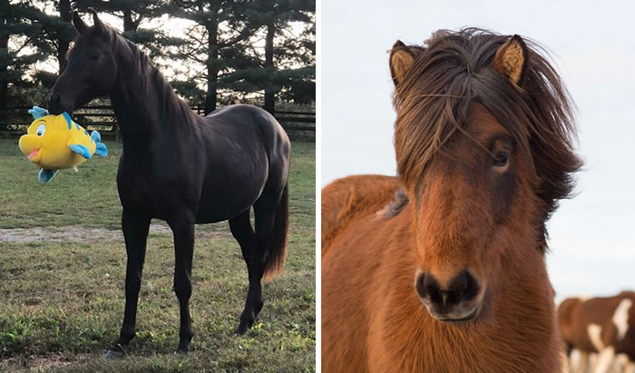 40 Moments When Horses Were Captured In All Their Power And Beauty