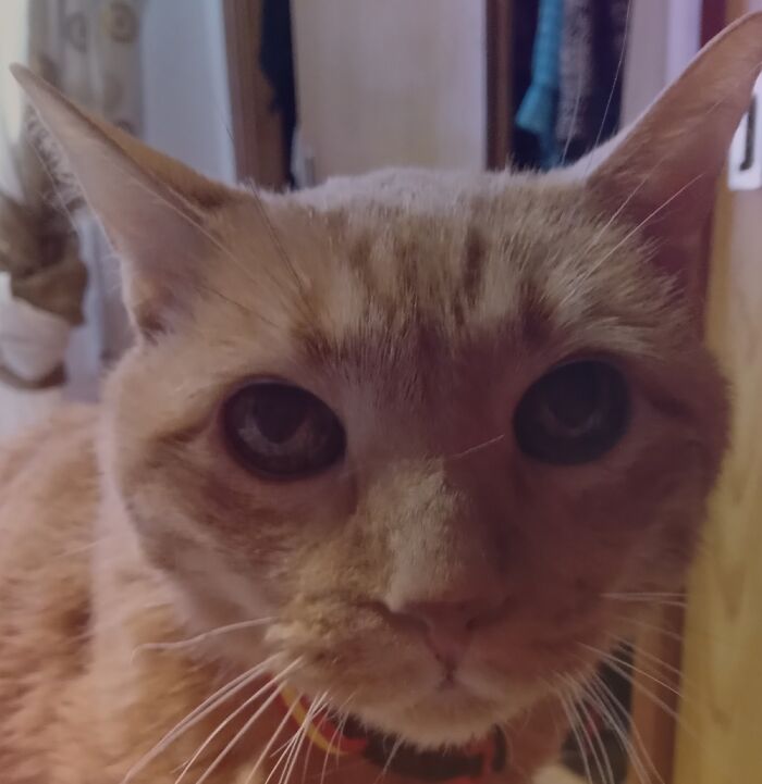 Chester,, Most Noble Soul I Know, 24 Years Young