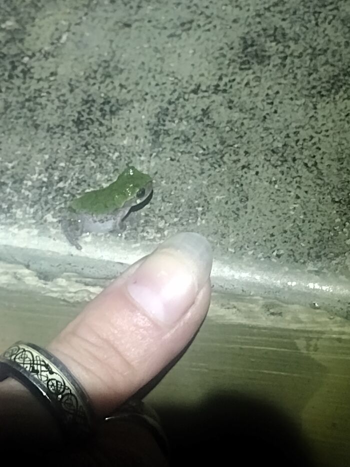 Tiny Little Froggo I Found Walking The Dog One Night