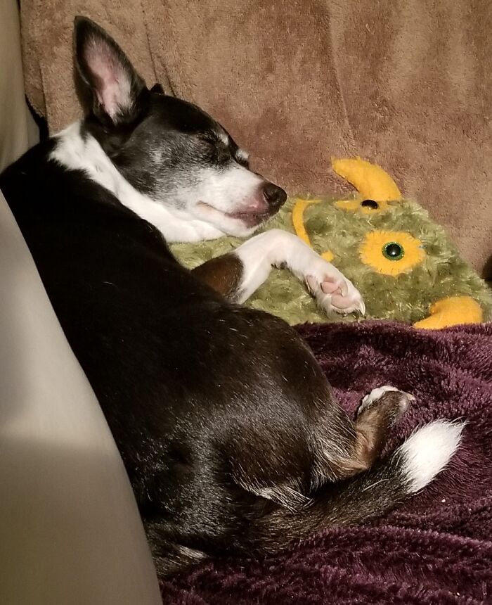 Bella, 14yo, Diabetic And Blind, But Still Feisty Snoozing With Her Little Monster