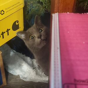 mrsemilygrossman avatar