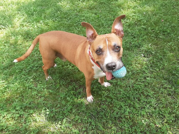 My Beautiful Senior Rescue Boy. He Has Arthritis In His Hips But It's Controlled And He's Happy