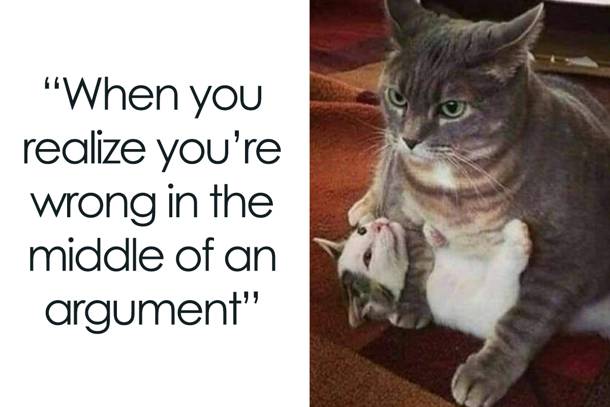  Cats On Catnip 50 Funny And Relatable Cat Memes We Loved A Lot 
