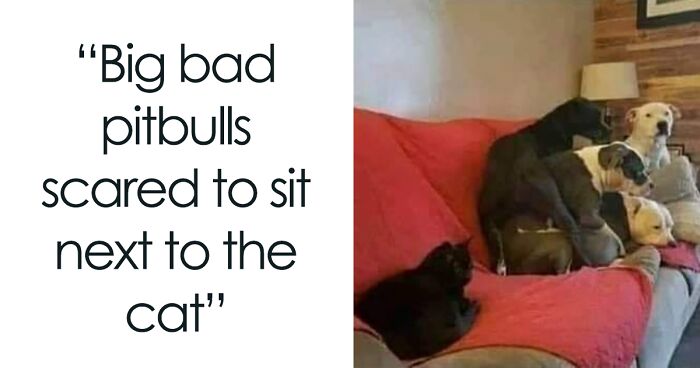 ‘Cats On Catnip’: 50 Funny And Relatable Cat Memes We Loved A Lot