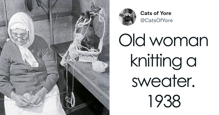 Cats Ruining Stuff Isn’t Only A Modern Struggle As It Is Shown In These 24 Pics Through History, Shared By Folks Online