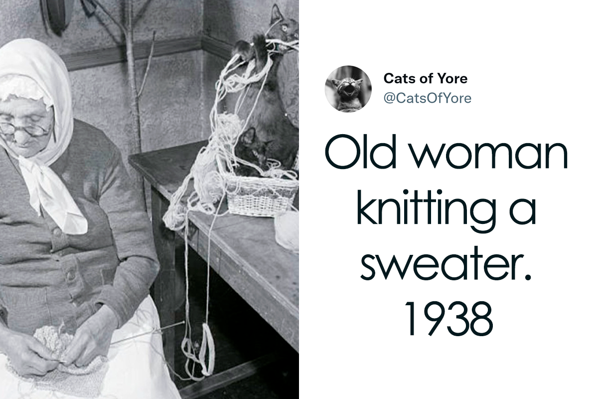 Cats Ruining Stuff Isn’t Only A Modern Struggle As It Is Shown In These