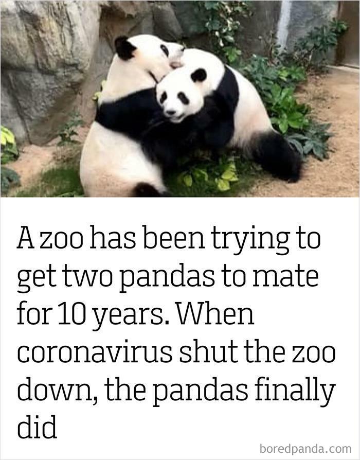 A Zoo Has Been Trying To Get Two Pandas To Mate For 10 Years. When Coronavirus Shut The Zoo Down, The Pandas Finally Did