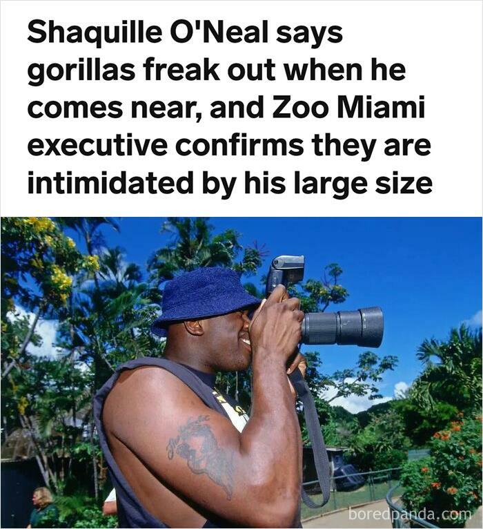 Shaquille O'neal Says Gorillas Freak Out When He Comes Near, And Zoo Miami Executive Confirms They Are Intimidated By His Large Size