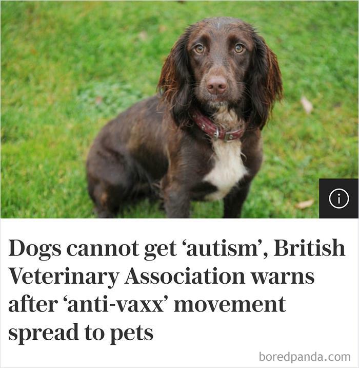 Dogs Cannot Get ‘Autism’, British Veterinary Association Warns After ‘Anti-Vaxx’ Movement Spread To Pets