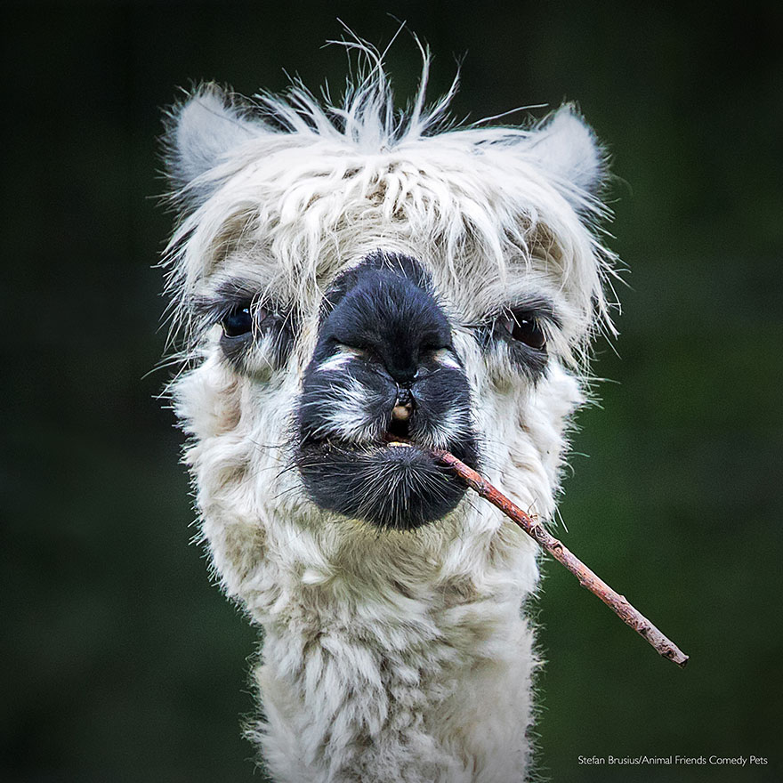 All Other Animals Category Winner: 'Smokin' Alpaca' By Stefan Brusius