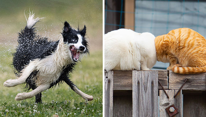 These 16 Pet Photos Were Captured At The Best Moment And They Won The 2022 Comedy Pet Photo Awards