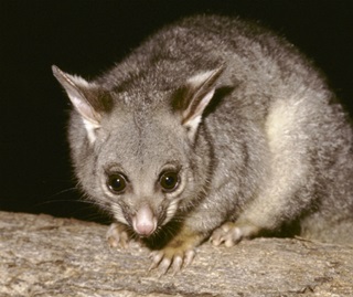 common-brushtail-possum-trichosurus-vulpecula-118924-6317280f90ee8.jpg