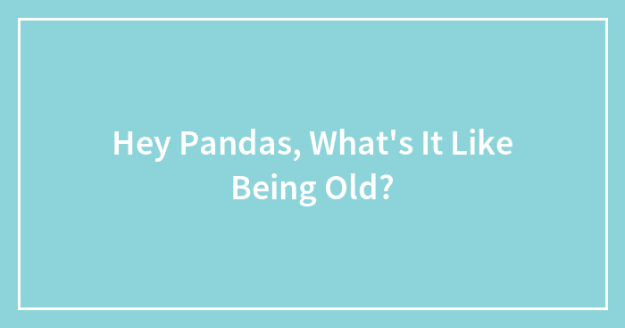Hey Pandas, What’s It Like Being Old? (Closed)
