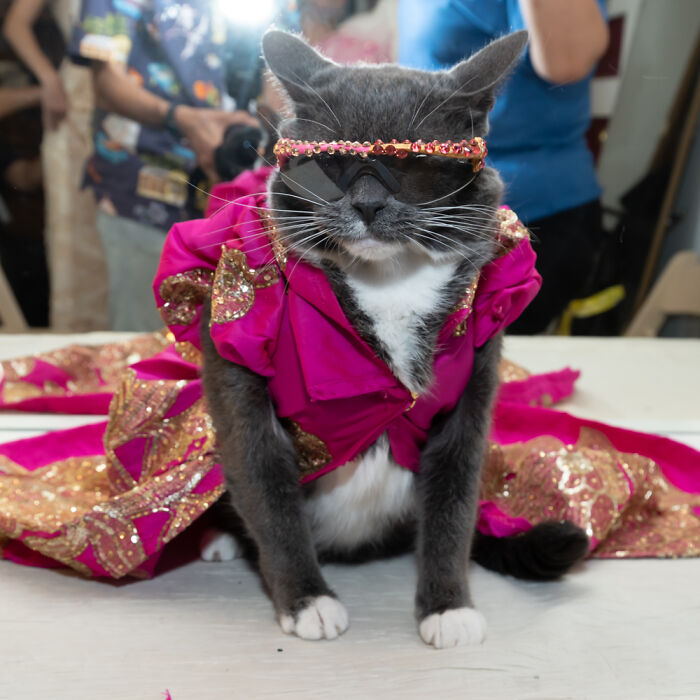 Dogs And A Cat In Couture Take Over New York Fashion Week (10 Pics)