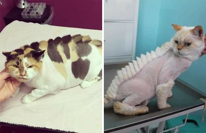 20 Adorable Cats With Dragon Hair Cuts