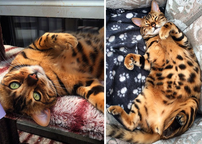 Thor, The Bengal