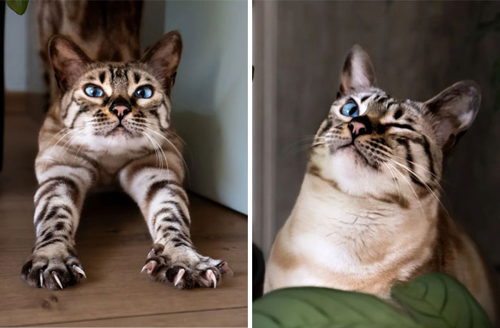 Cute Bengal Cat Mauzi