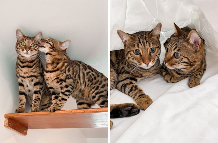 Bengal Brothers River & Rio