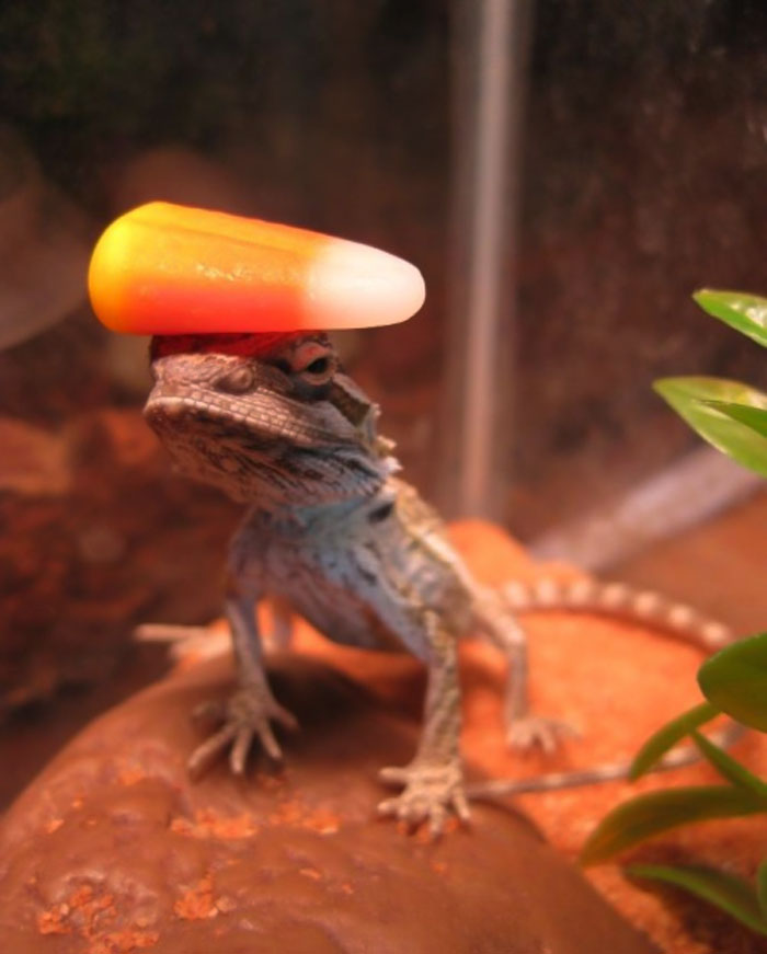 Wesker Is So Talented He Can Balance A Candy Corn Kernel On His Head