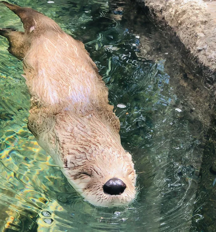 My 10 Year Old Took This Otter Photo