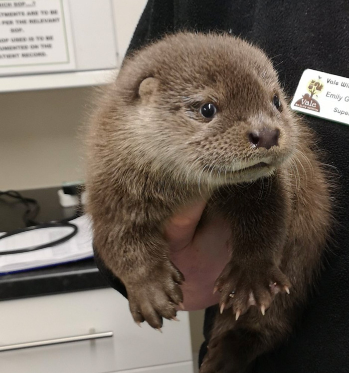 Most Recently An Otter Cub Was Brought To Us 