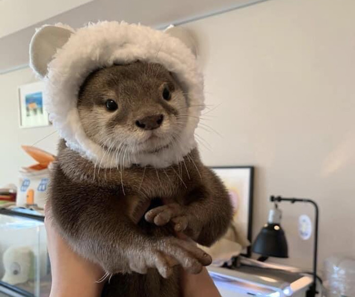 Otter In A Hat