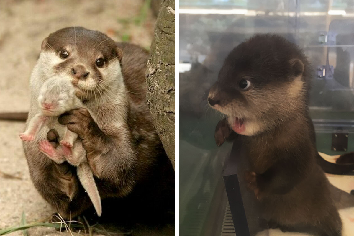 Otters Are One Of The Cutest Animals, Here Are 40 Pics To Prove It | Bored  Panda