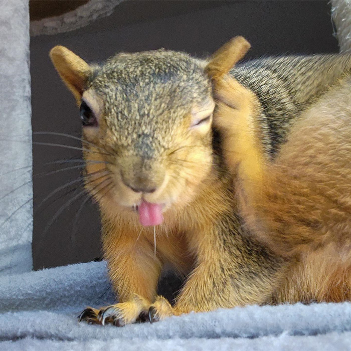 A squirrel itching her ear