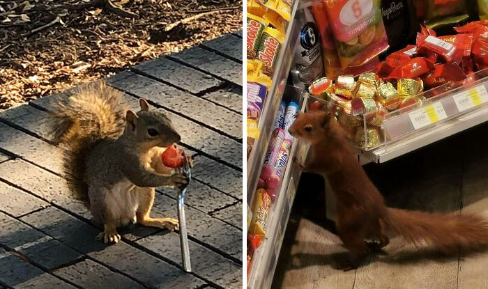 40 Pictures Of Squirrels Doing Cute Squirrel Stuff
