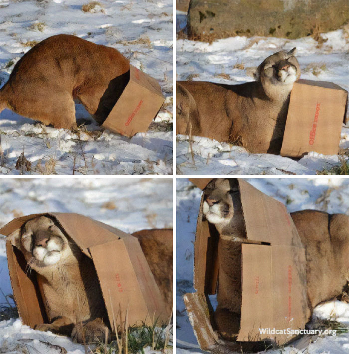 How To Catch A Cat: Big Kitty Edition