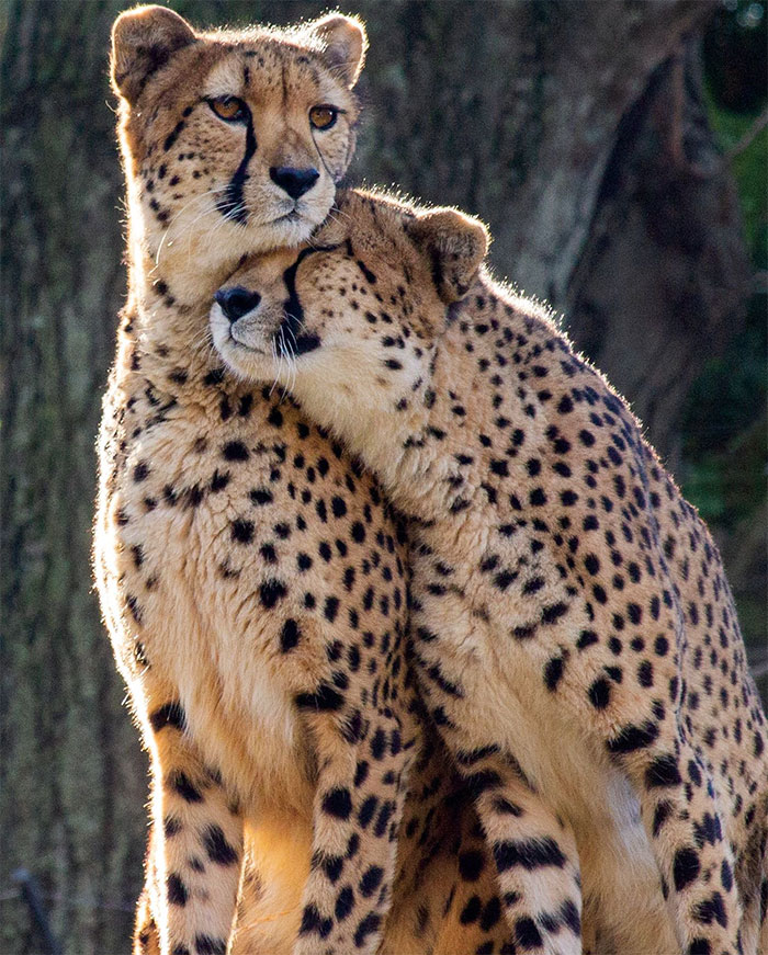  Amor de guepardos