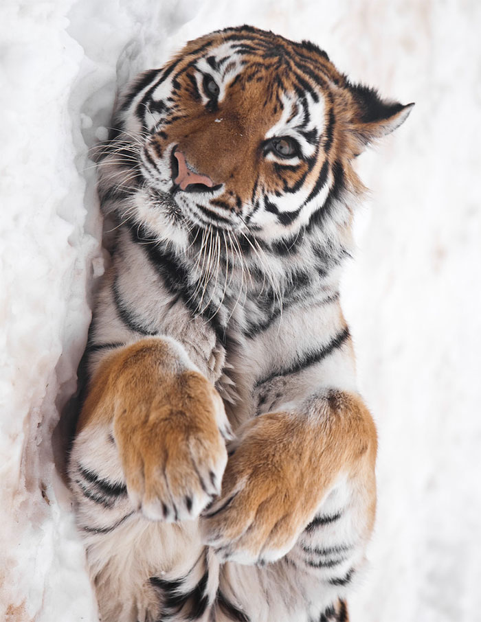 Tiger Posing In The Snow