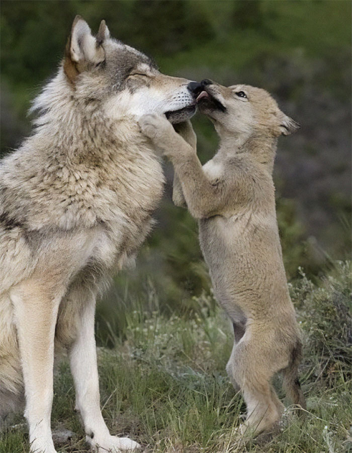 Besos de lobos