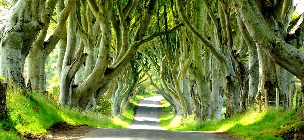 dark-hedges-ilaria-renzo-631db639db023.jpg