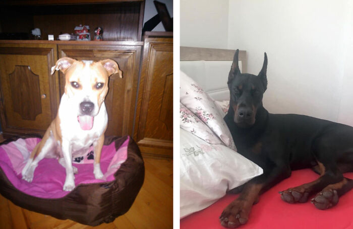 The 5 Most Crucial Life Lessons My Pitbull Dog Dina Taught Me (32 Pics) The 5 Most Crucial Life Lessons My Pitbull Dog Dina Taught Me (32 Pics)