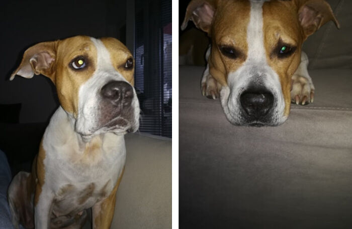 The 5 Most Crucial Life Lessons My Pitbull Dog Dina Taught Me (32 Pics) The 5 Most Crucial Life Lessons My Pitbull Dog Dina Taught Me (32 Pics)