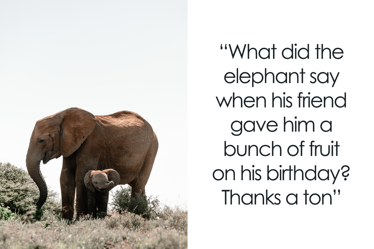 115 Elephant Jokes That'll Give You The Giggles | Bored Panda