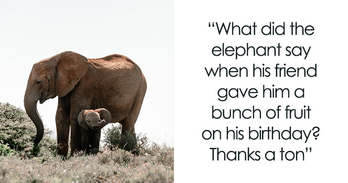 115 Elephant Jokes That’ll Give You The Giggles