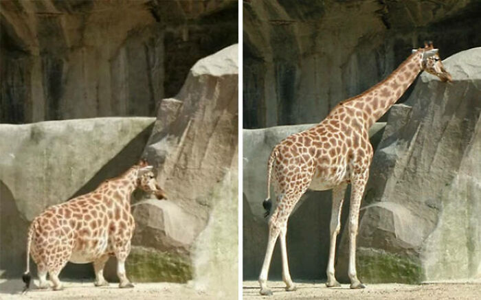 Encontré esta foto en internet: es una jirafa inusualmente pequeña