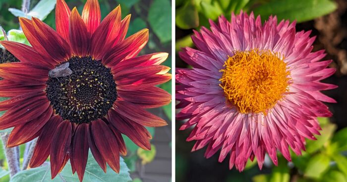 Some Of My Favorite Photos I Took In My Garden (23 Pics)