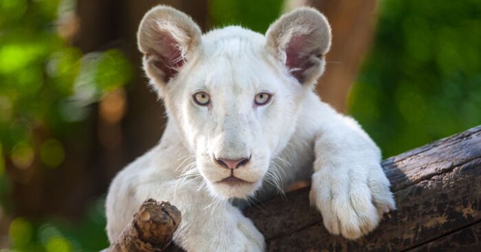 These Are My Best Animal Photographs That Were Taken In The Last 3 Months (10 Pics)